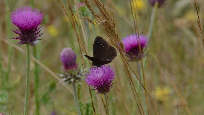 Satyrus ferula ?